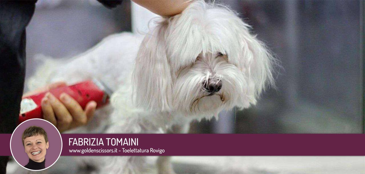 Tosare il cane in estate