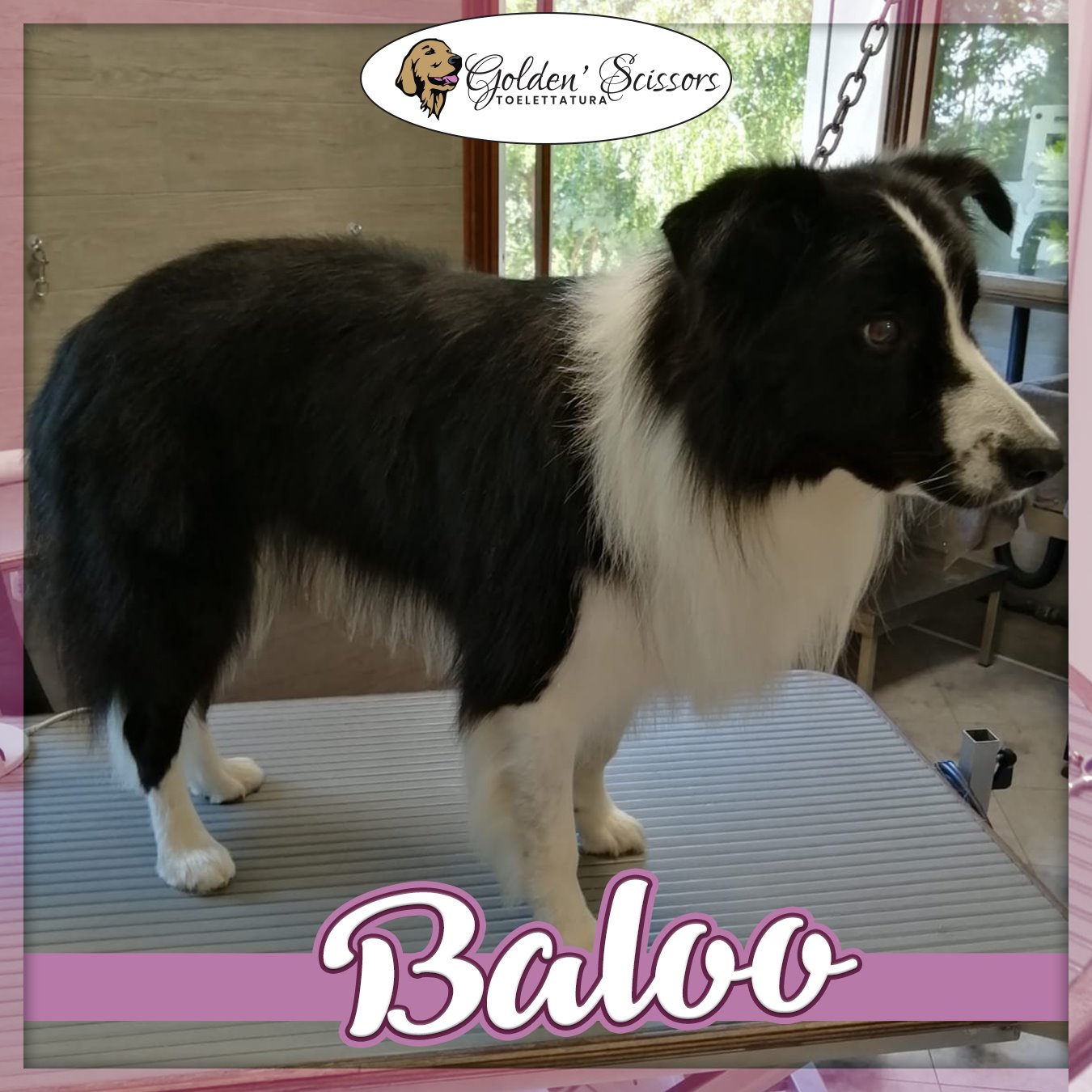 Baloo